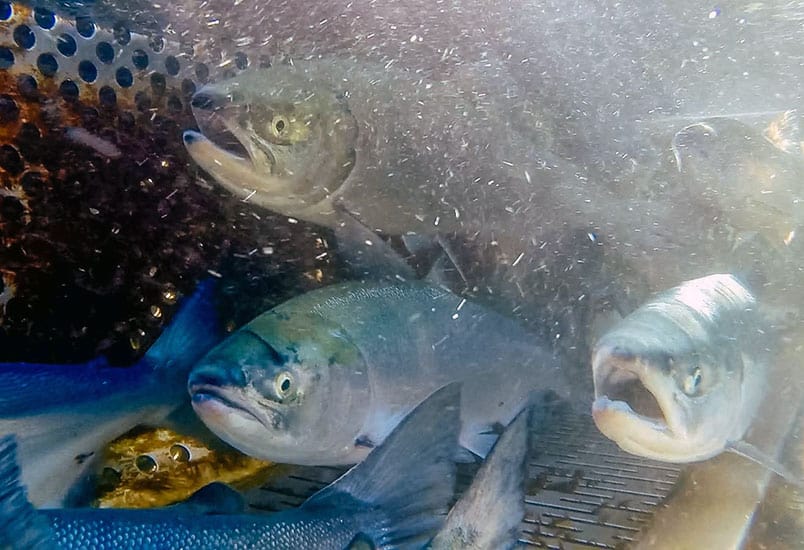Superior quality wild salmon being resting in holding tank