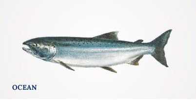 Lummi Island Wild - Coho Salmon - Ocean