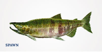 Lummi Island Wild - Keta Salmon - Spawn