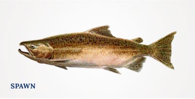 Lummi Island Wild - King Salmon - Ocean