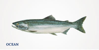 Lummi Island Wild - Pink Salmon - Ocean