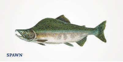 Lummi Island Wild - Pink Salmon - Spawn