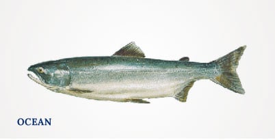 Lummi Island Wild - Sockeye Salmon - Ocean