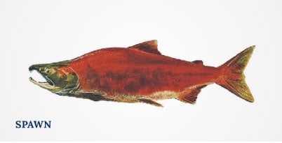 Lummi Island Wild - Sockeye Salmon - Spawn