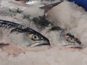 Baker River Sockeye on Ice 