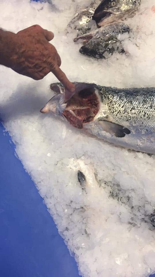 Farmed Salmon