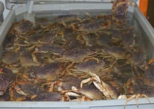 Live Crabs
